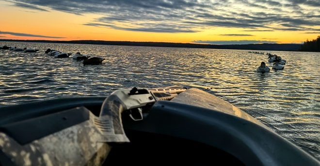 Maine Sea Duck Hunt: Pursuing Eiders at Morning Light with Savage Arms