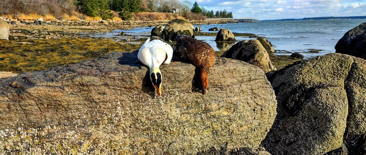 maine sea duck