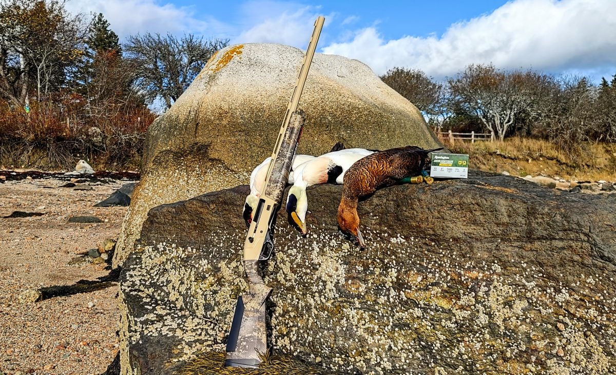 maine sea duck