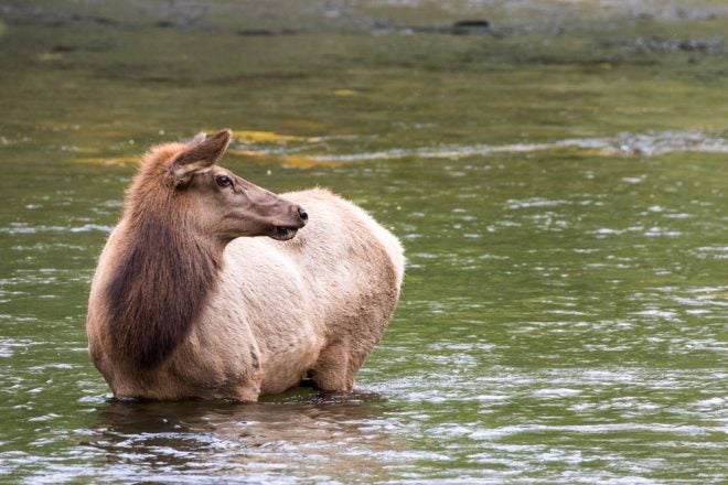 Southern Appalachian Elk Country to Get $1.45 Million from RMEF