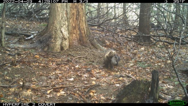 Documenting New York Tug Hill & Adirondack Fisher Population Changes