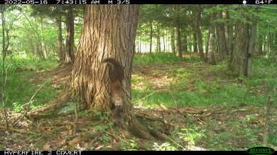 Fisher den in trees. Photo from NYS DEC