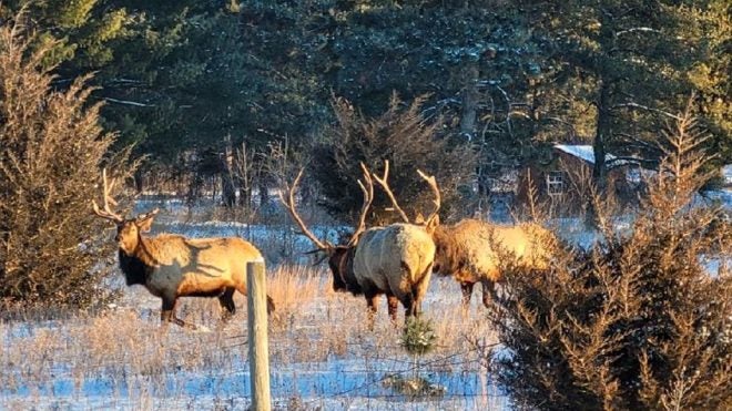 Wisconsin Elk Habitat, Public Access Get $340K Boost from RMEF