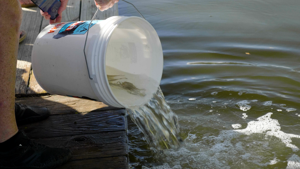 15,000 Redfish Released in Indian River Lagoon by CCA & Mud Hole