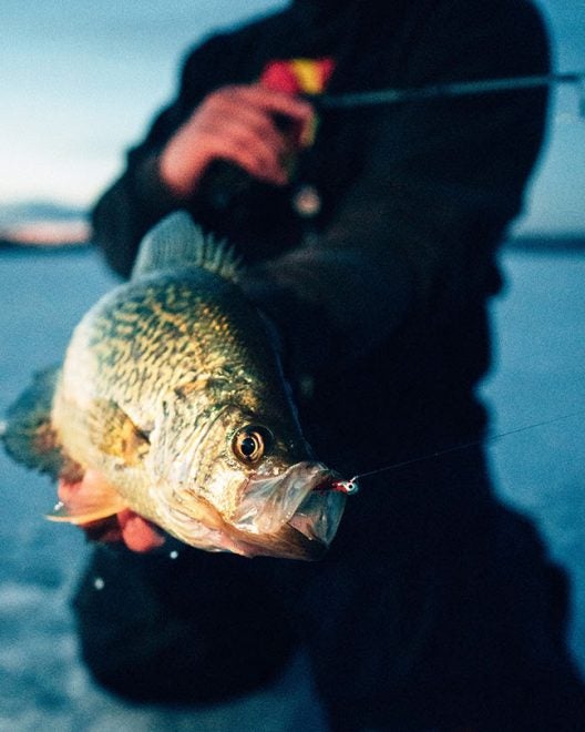 NEW Daiwa Kage Ice Rods: High-Tech, High-Quality Hardwater Action NEW Daiwa Kage Ice Rods: High-Tech, High-Quality Hardwater Action