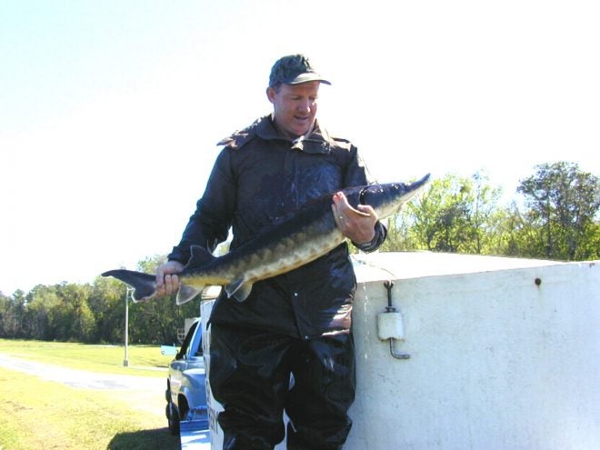 Hurricane Michael Water Conditions Killed HALF of Gulf Sturgeon