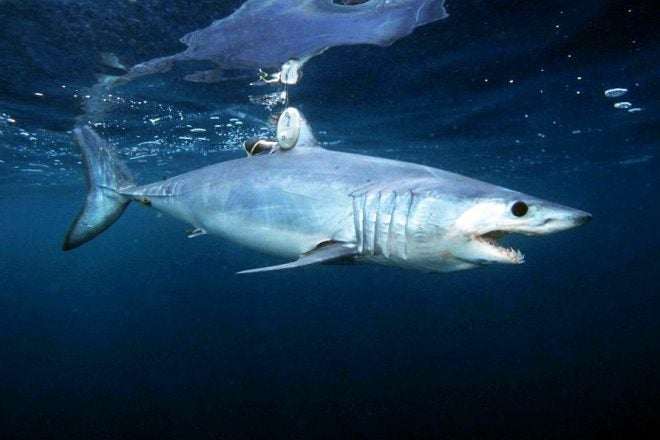 Florida FWC Modification of Shortfin Mako Bag Limit