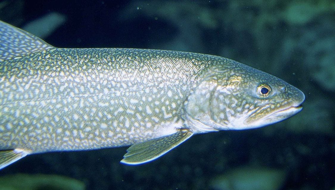 Keep lake trout from boulder lake