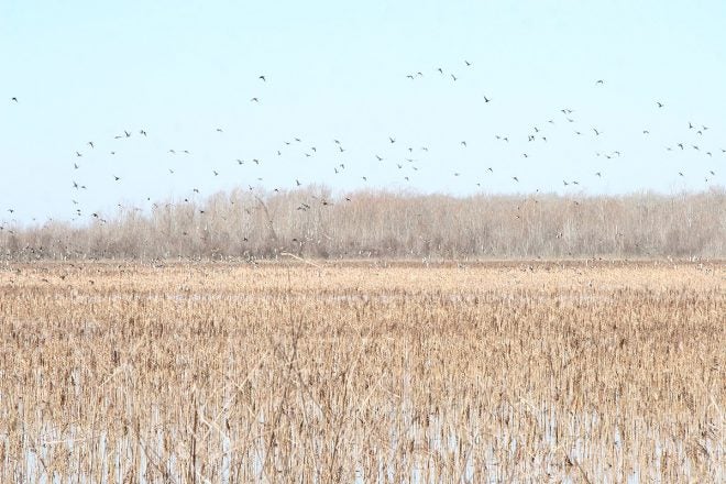 Ducks Unlimited Gulf Coast Project Awarded $500,000 from Chevron Ducks Unlimited Gulf Coast Project Awarded $500,000 from Chevron
