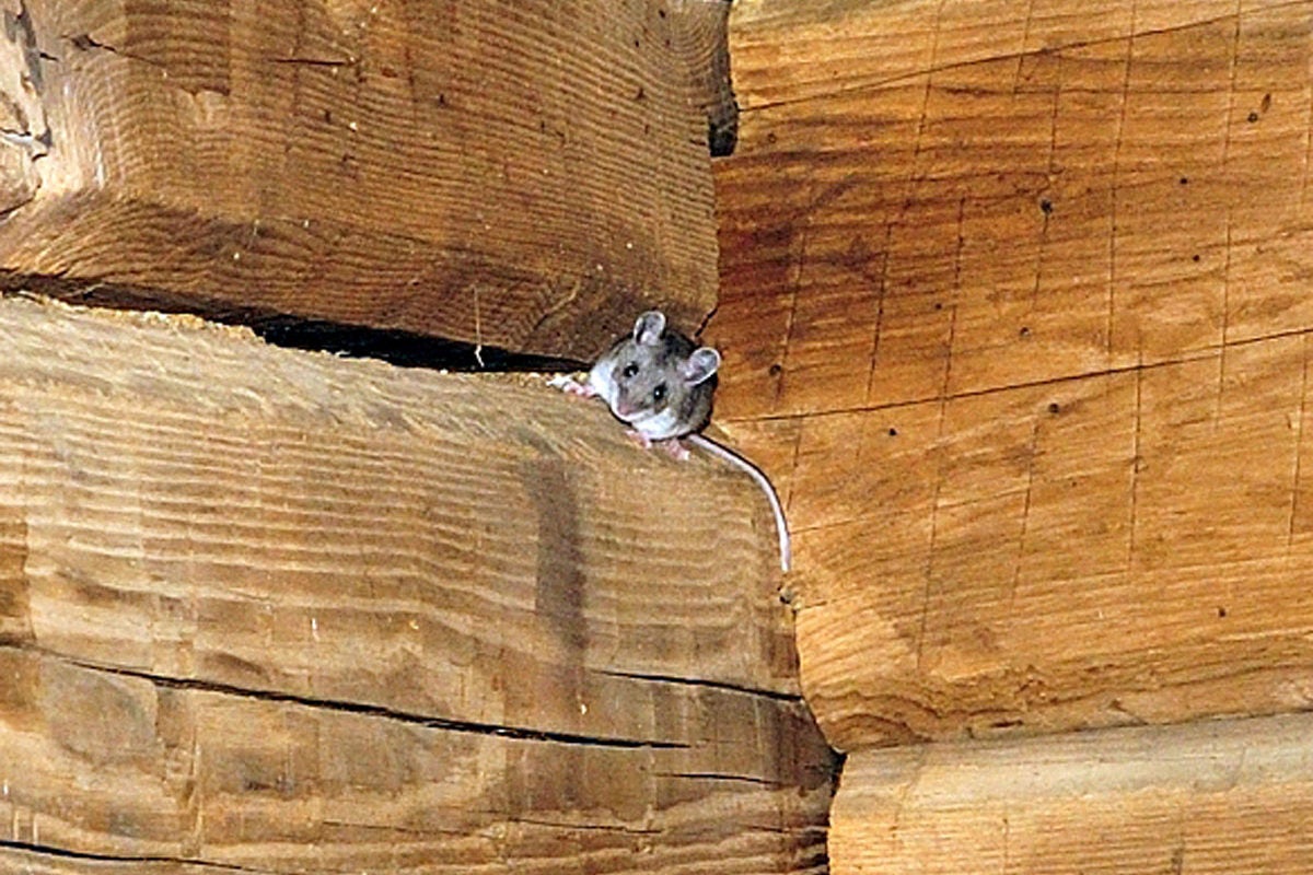 Stealth Camping Shelter Mouse