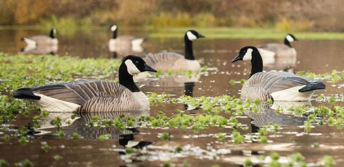 dave smith decoys