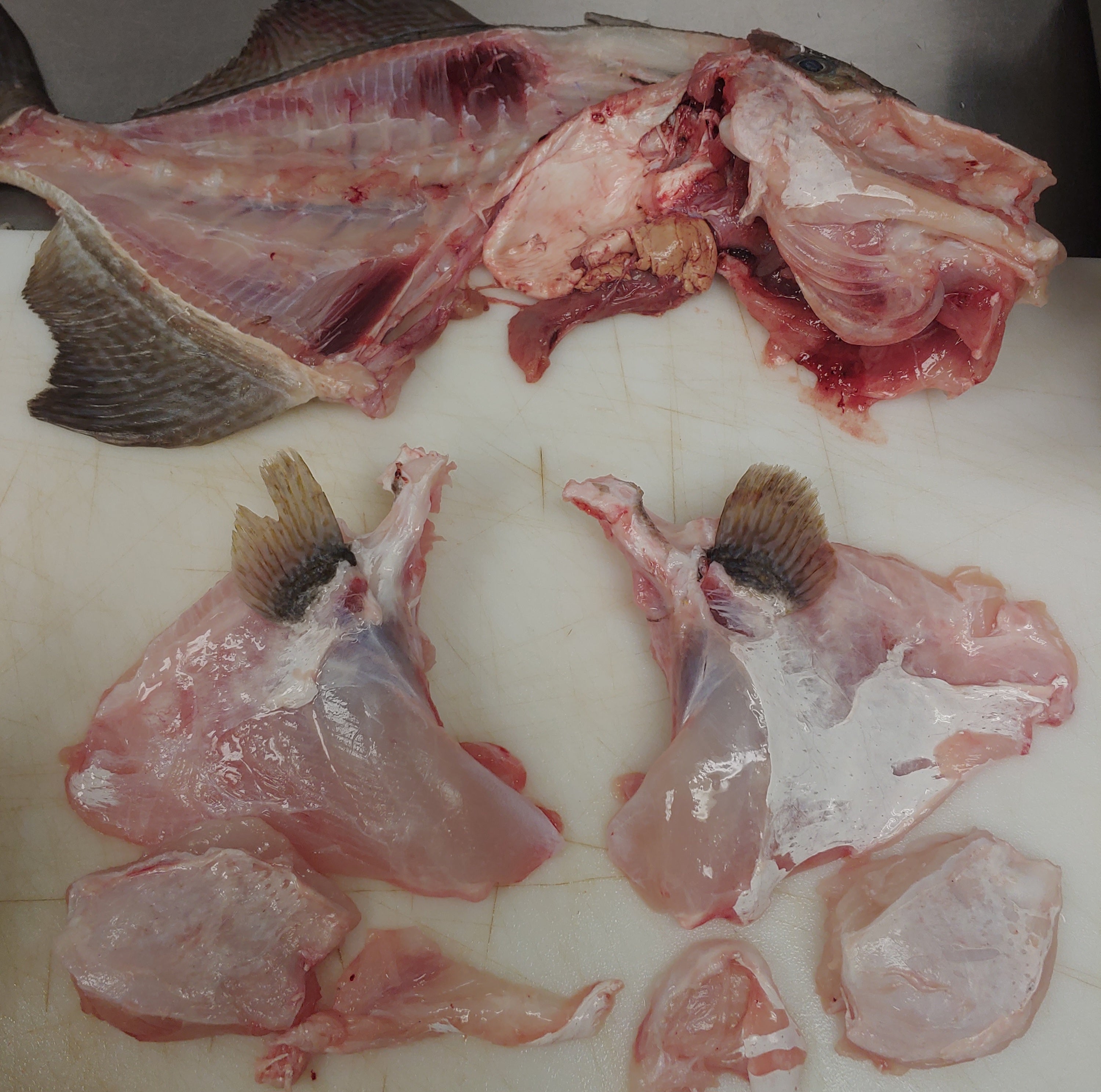 Cook your Catch: Triggerfish Face Nuggets