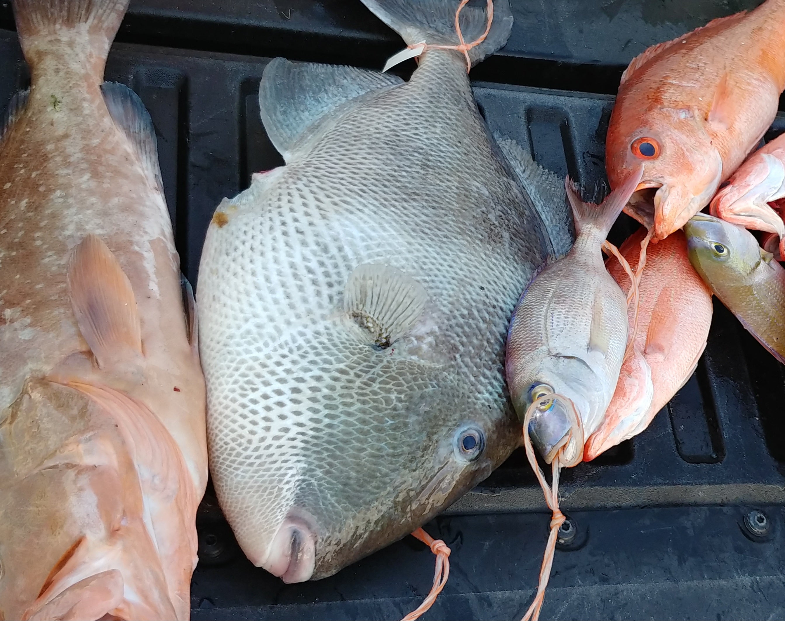 Chef using sharp knife to cut through body of Red Snapper