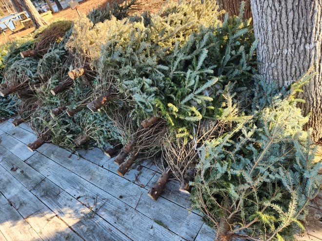 DIY: Fishing Brush Piles out of Old Christmas Trees – Create Structure