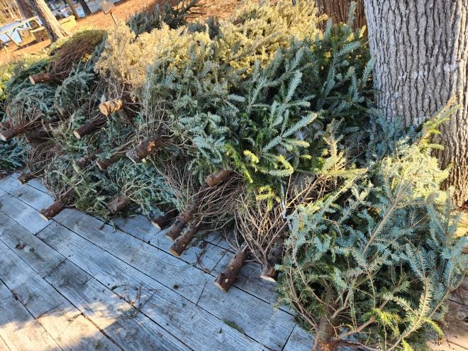 DIY: Fishing Brush Piles out of Old Christmas Trees – Create Structure DIY: Fishing Brush Piles out of Old Christmas Trees – Create Structure