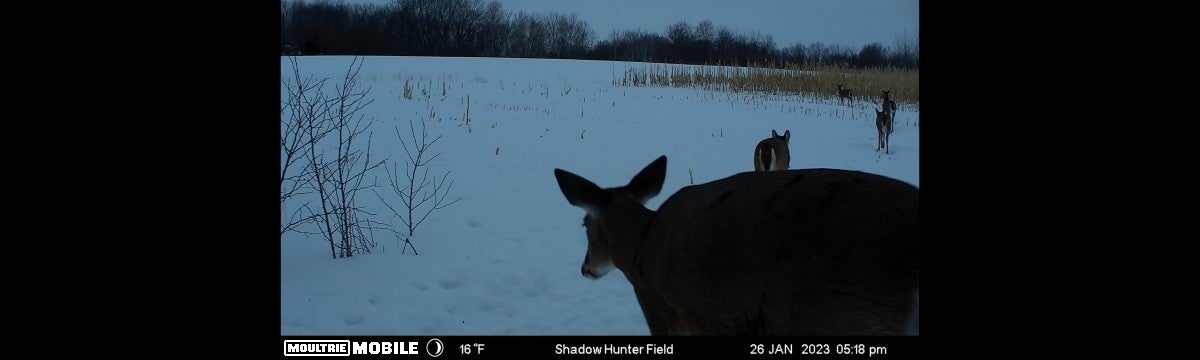 Winter Game Management