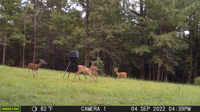 Hunting Hungry Bucks: Use the Deer Diet to Your Advantage