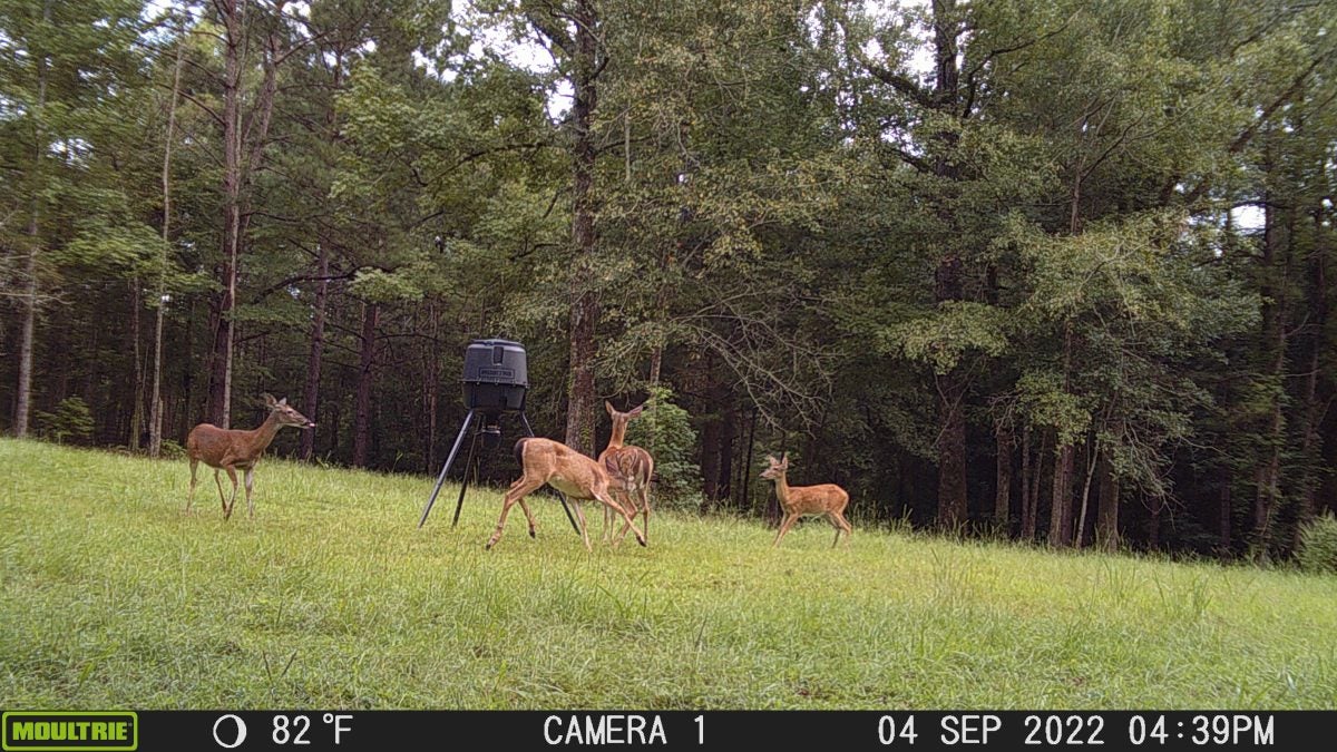 Hunting Hungry Bucks: Use the Deer Diet to Your Advantage Hunting Hungry Bucks: Use the Deer Diet to Your Advantage