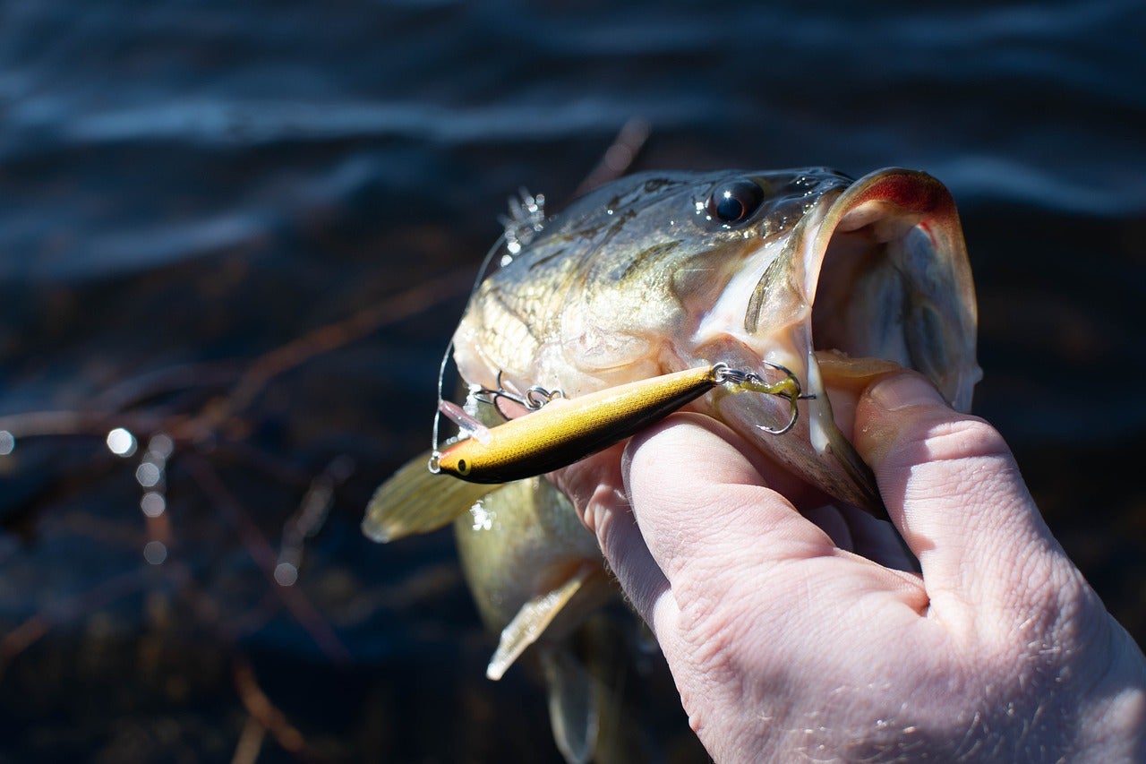 Smallmouth Bass