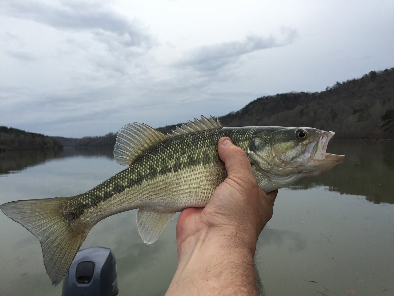 Smallmouth Bass