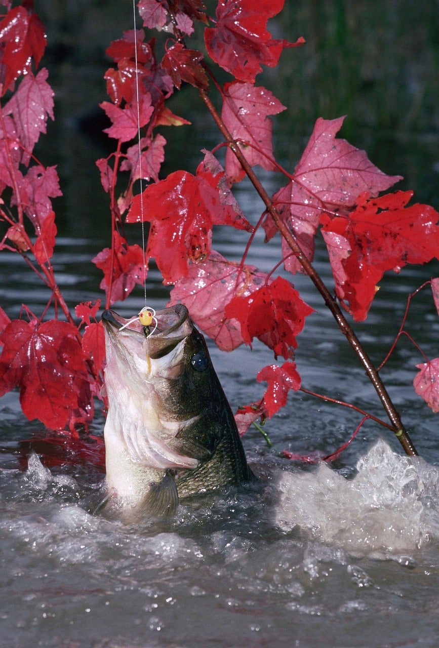 Smallmouth vs Largemouth Bass