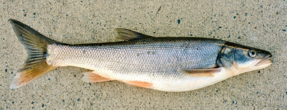 Small Fish Big Payout: Pikeminnow Sport-Reward Fishery Program Small Fish Big Payout: Pikeminnow Sport-Reward Fishery Program