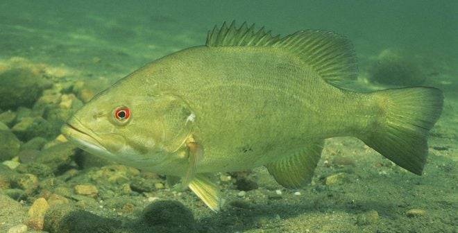 Do You Know your Fish?! Smallmouth Bass vs. Largemouth Bass