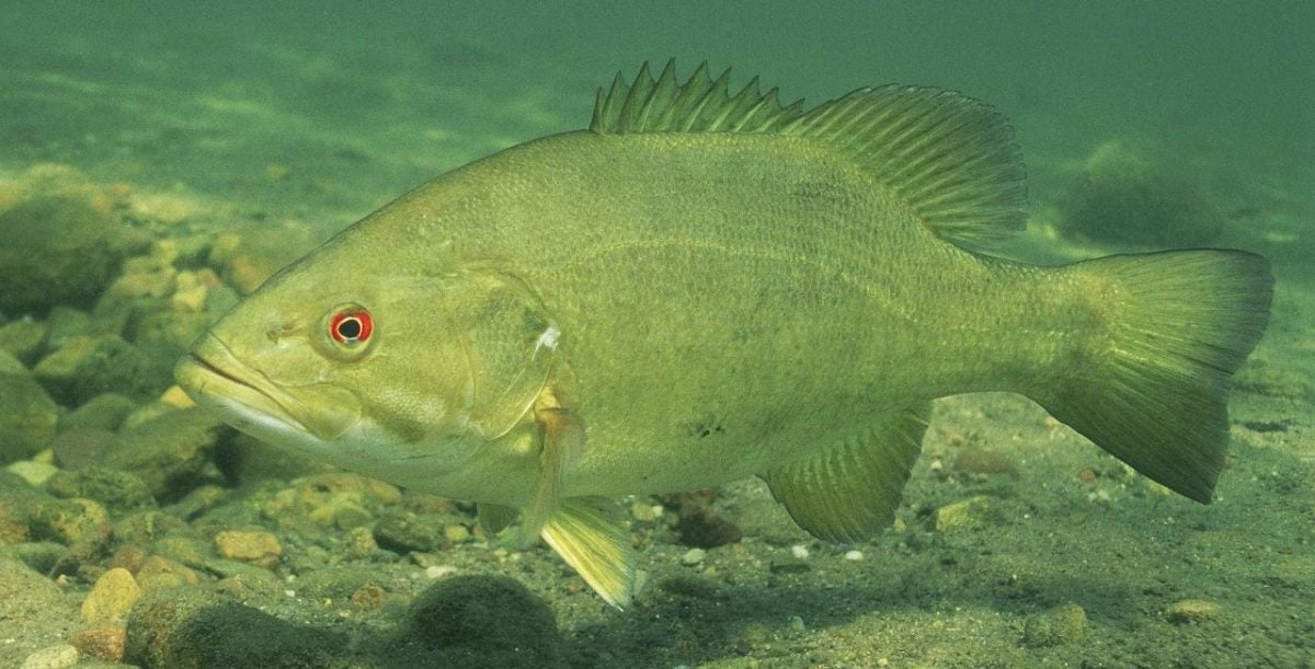 Do You Know your Fish?! Smallmouth Bass vs. Largemouth Bass Do You Know your Fish?! Smallmouth Bass vs. Largemouth Bass