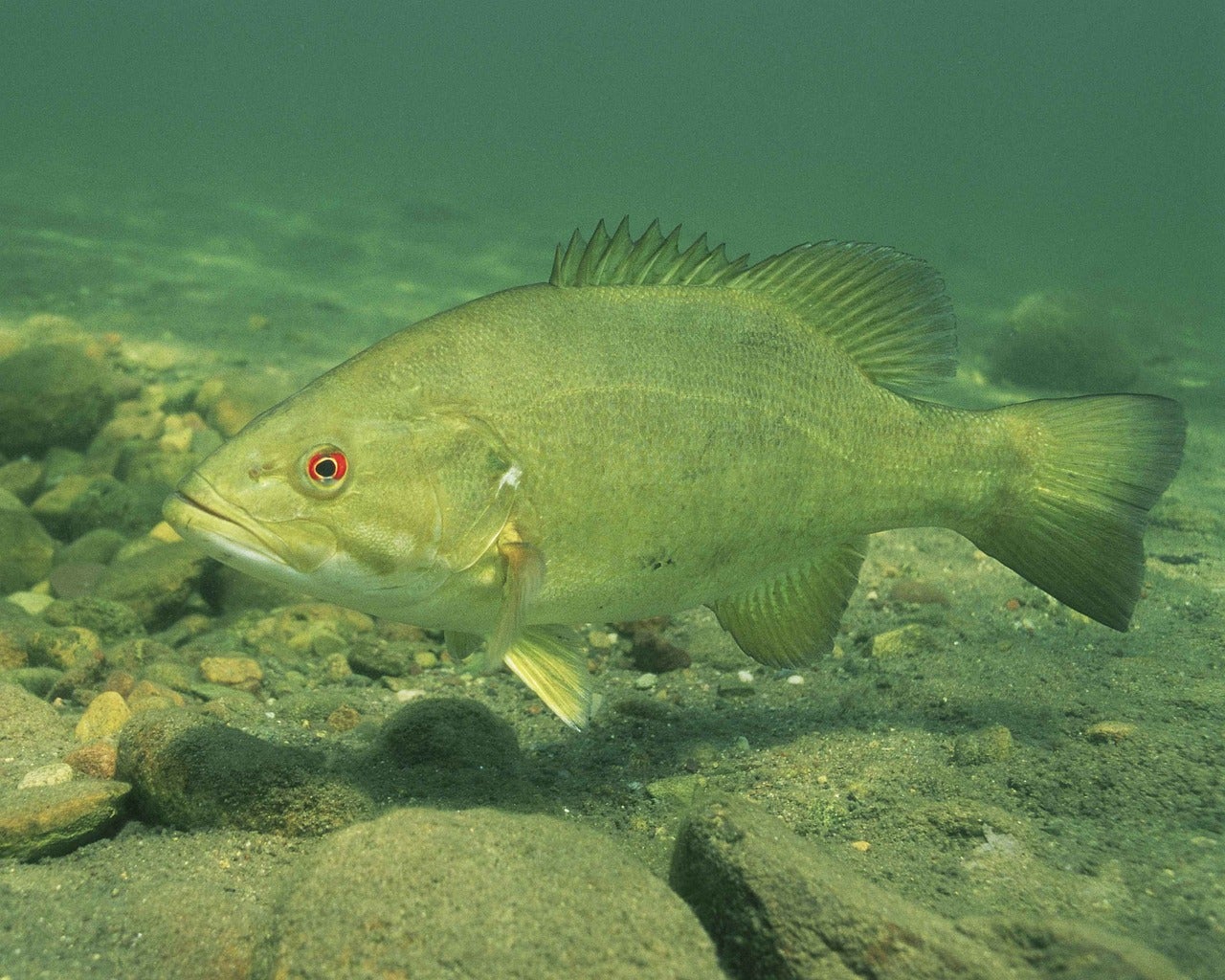 Smallmouth Bass