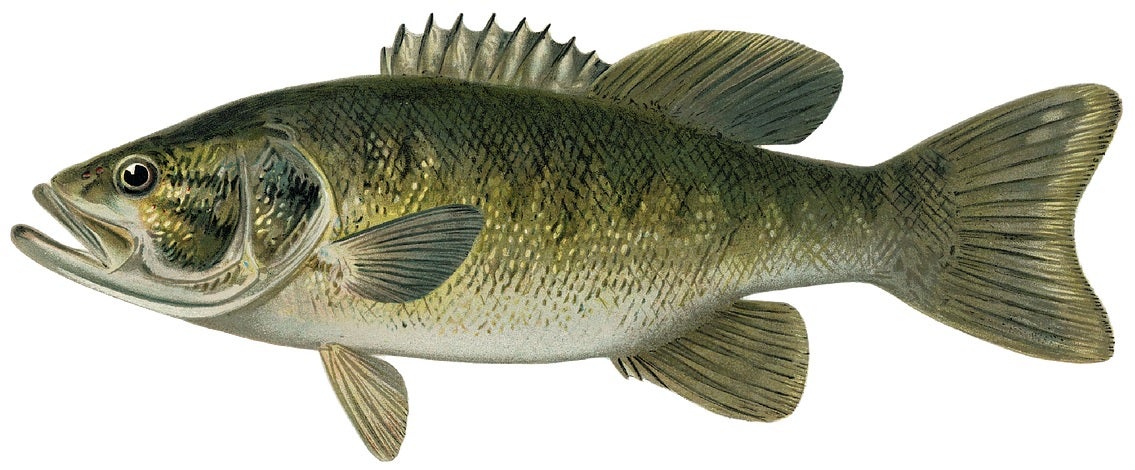 Smallmouth Bass