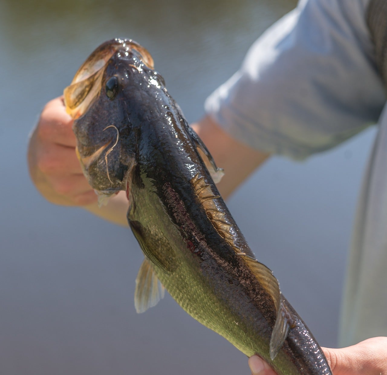 Smallmouth Bass
