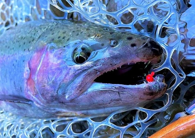 The fishing is hot in Steelhead Alley – what to know before you go