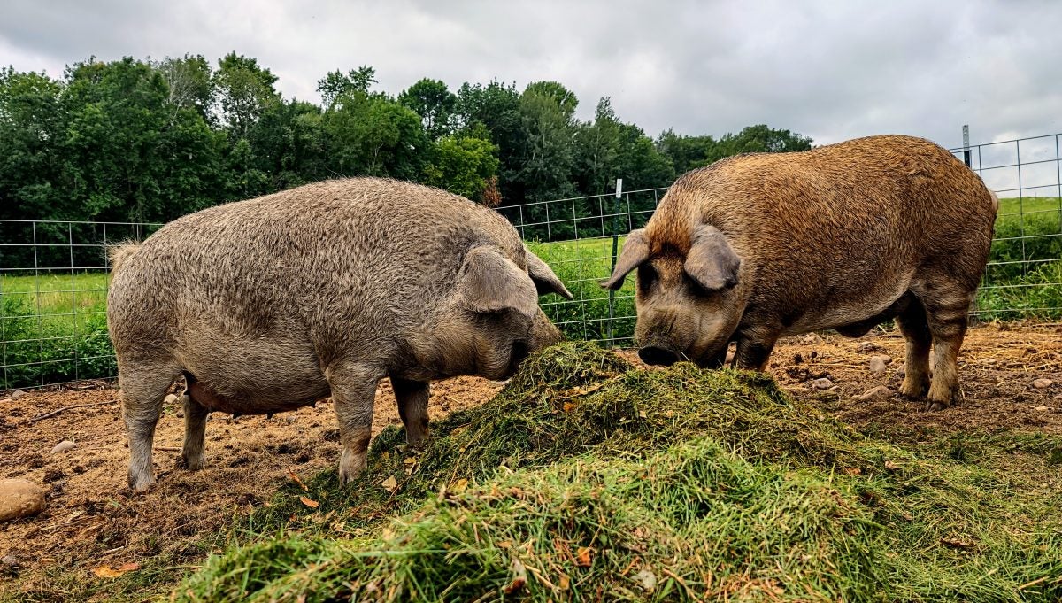 Home on the Range #033: Mangalitsa Pigs – Trash Disposal Bacon Factory Home on the Range #033: Mangalitsa Pigs – Trash Disposal Bacon Factory