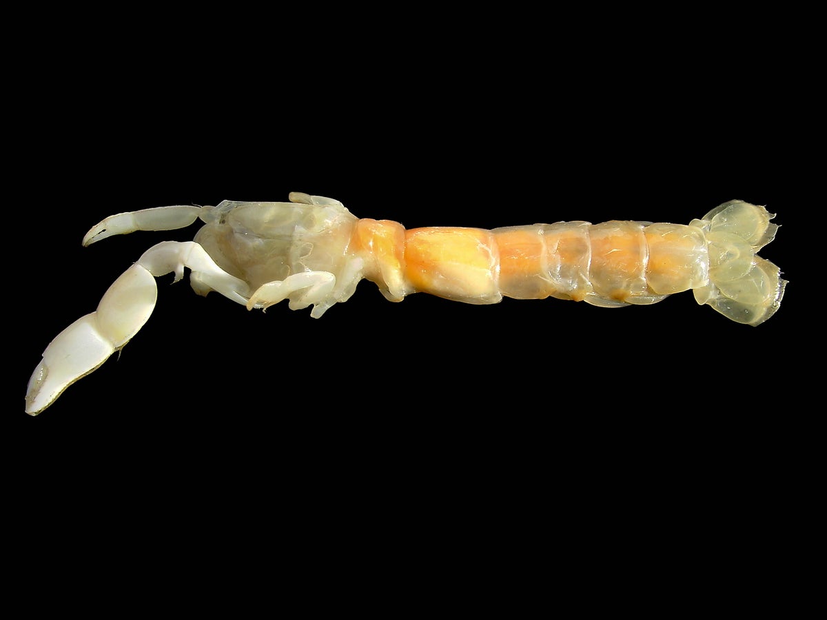 DIY: Ghost Shrimp-Yabbie Pump 