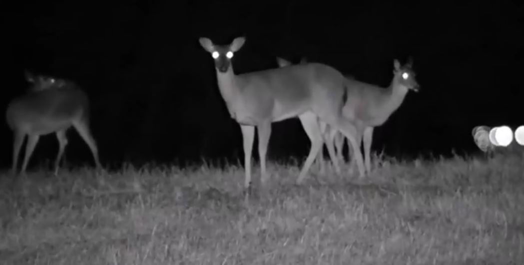 Hunting in the Dark – Types of Night Vision Compared Hunting in the Dark – Types of Night Vision Compared
