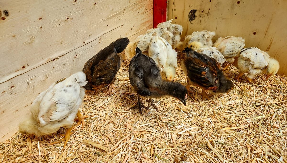 Raising Chickens