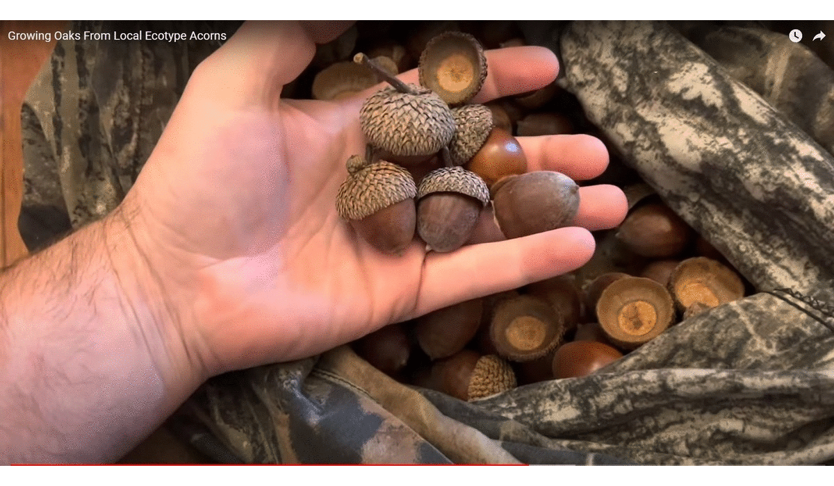 NHP - Native Habitat Project