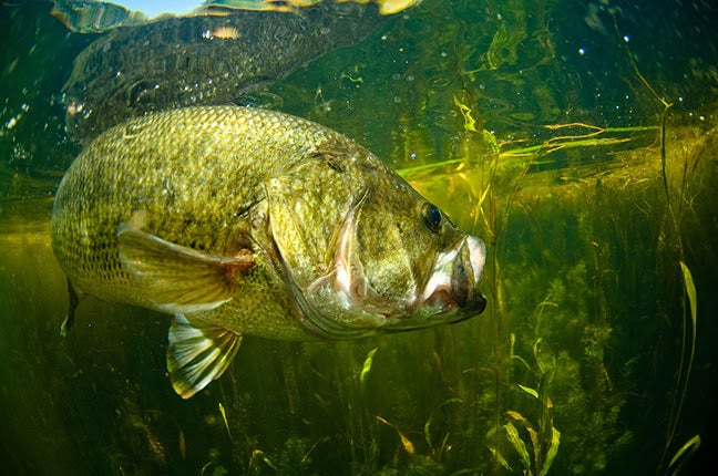 Northland Fishing Tackle’s New Weedless Wacky Jig