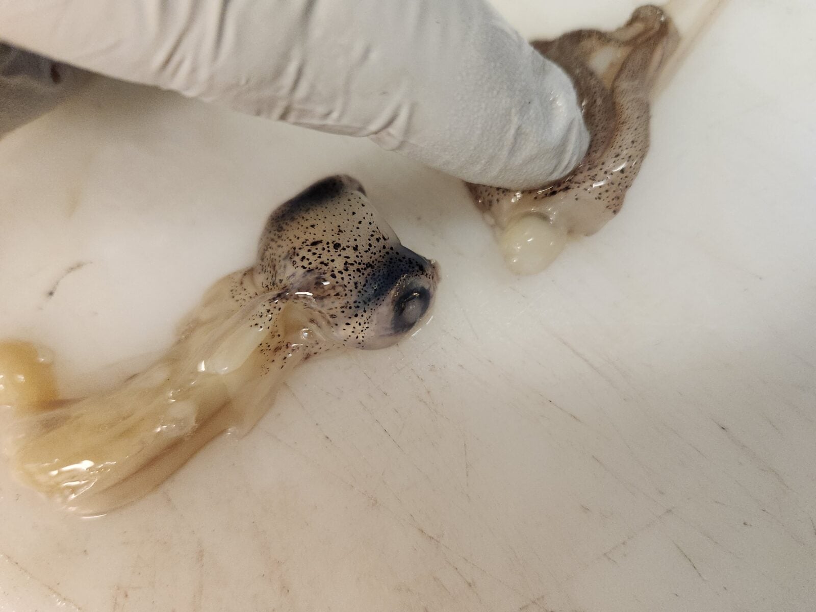 Cook your Catch – Spring Squid (Crispy Calamari)