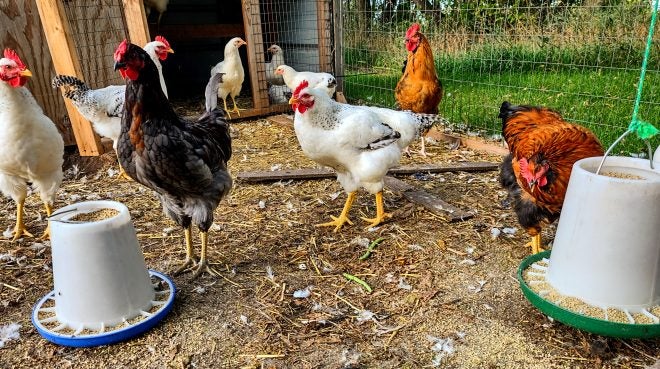 Home on the Range #035: The 5 Bare Necessities of Raising Chickens