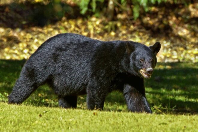 New York State releases bear harvest numbers for 2022