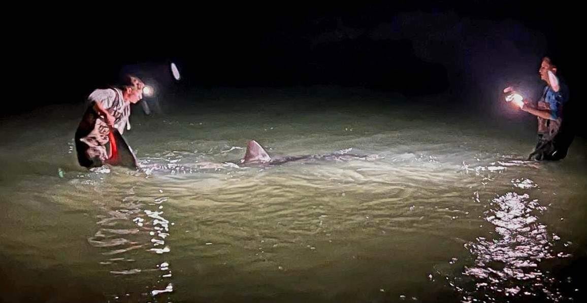 Coastal WorldWide AL Alabama Great White Shark Orange Beach AllOutdoor AO