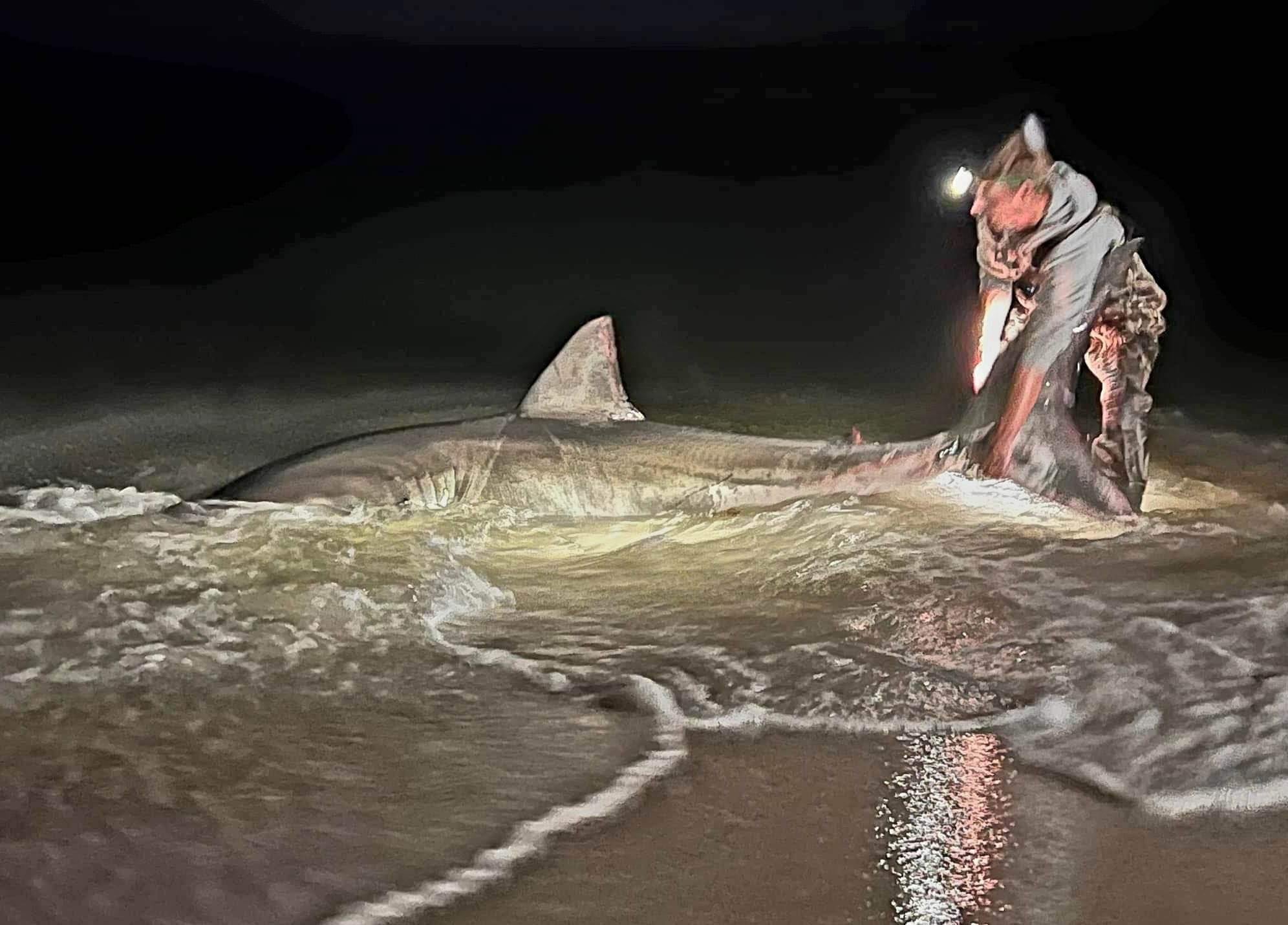 Great White Shark Caught in Orange Beach Alabama Great White Shark Caught in Orange Beach Alabama