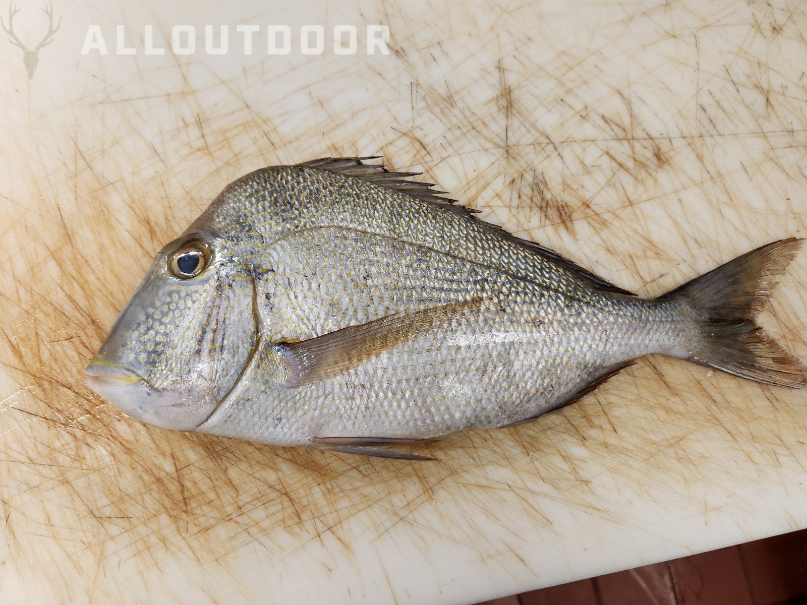 Cook your Catch – Knobbed Porgy (Chinese Steamed Fish) | Shooters Forum