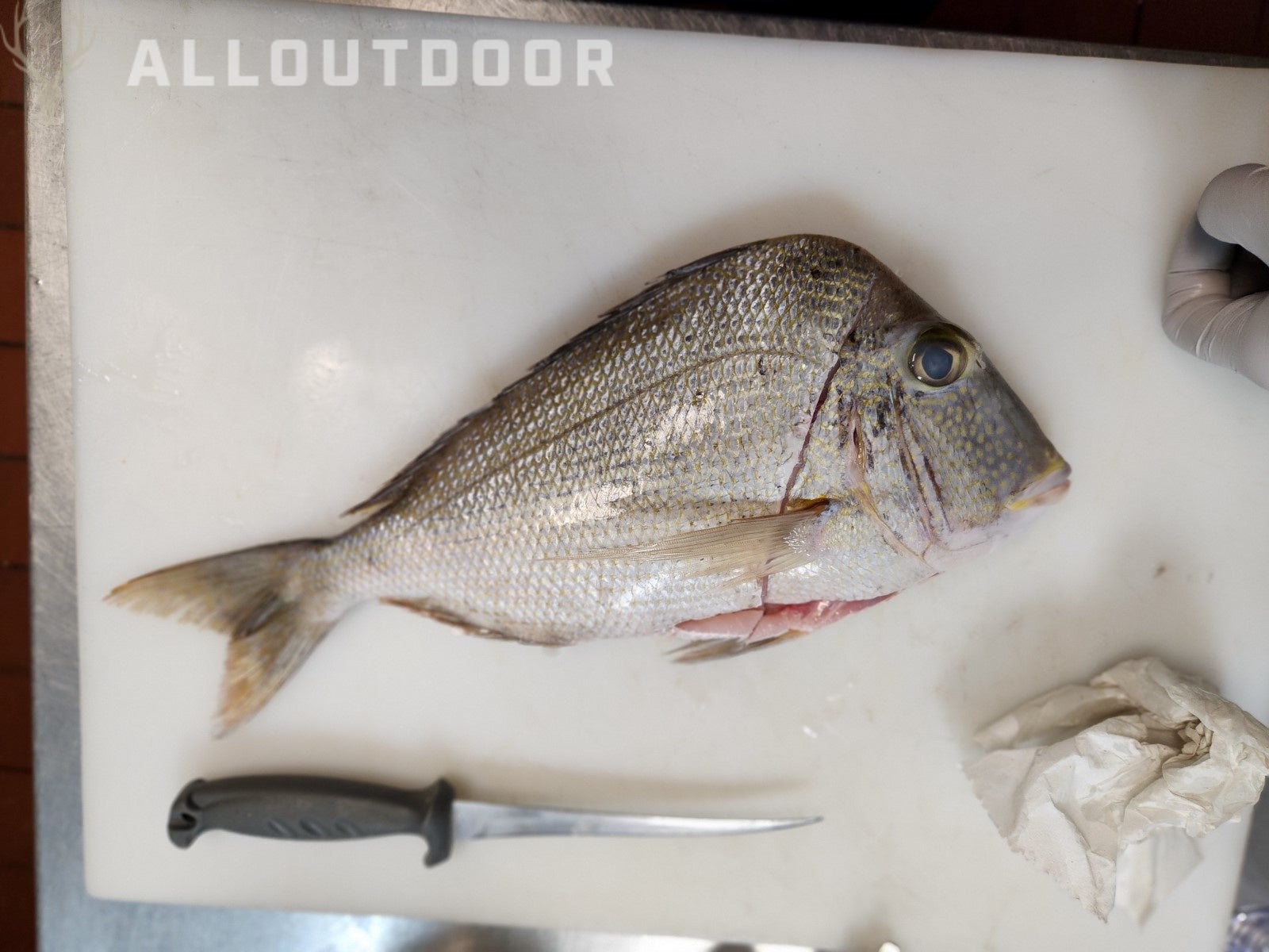 Cook your Catch - Knobbed Porgy (Chinese Steamed Fish)