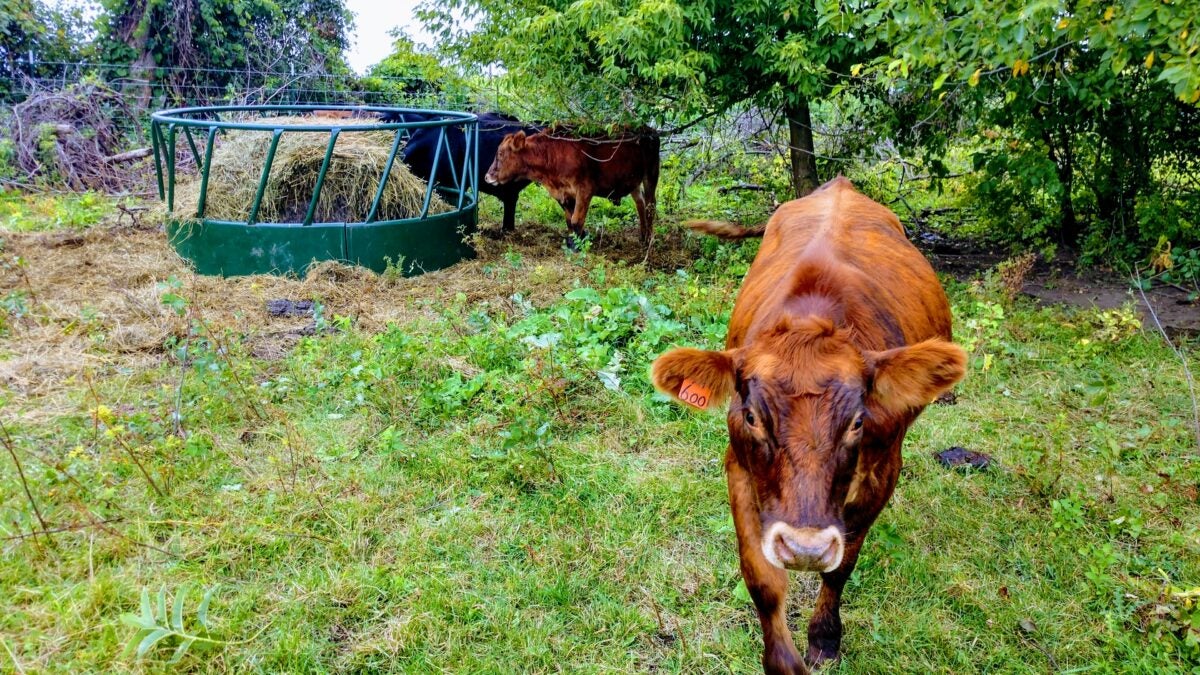 dangerous livestock