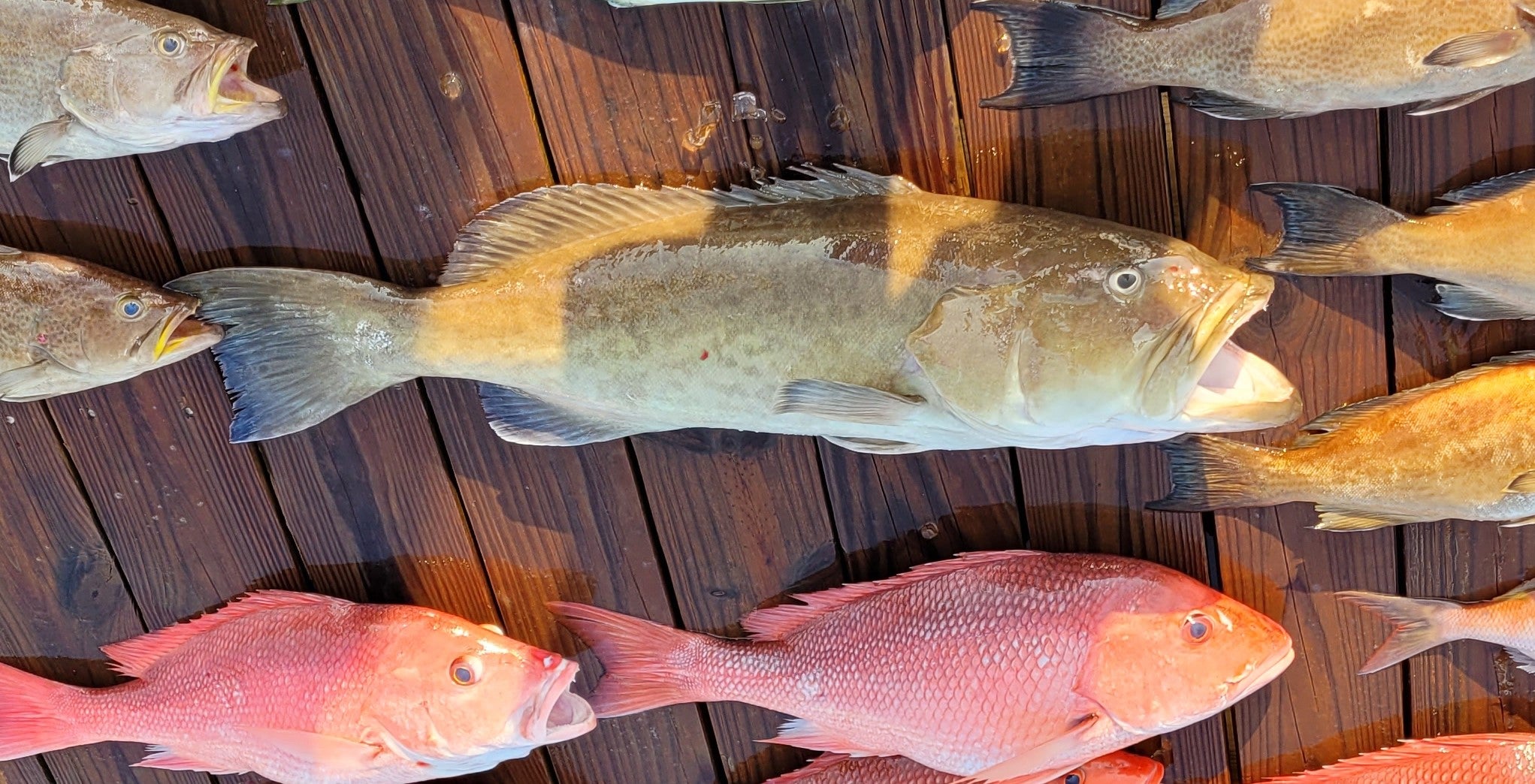 NextImg:2023 Gag Grouper Season Delayed in Federal Gulf of Mexico Waters