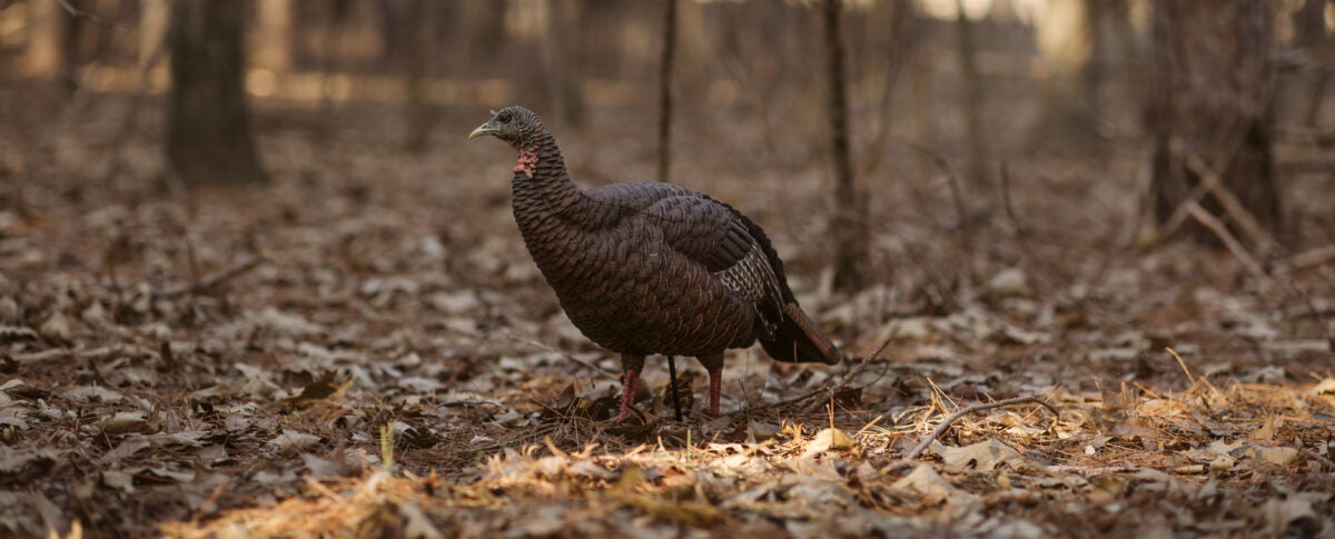 Turkey Slate Call