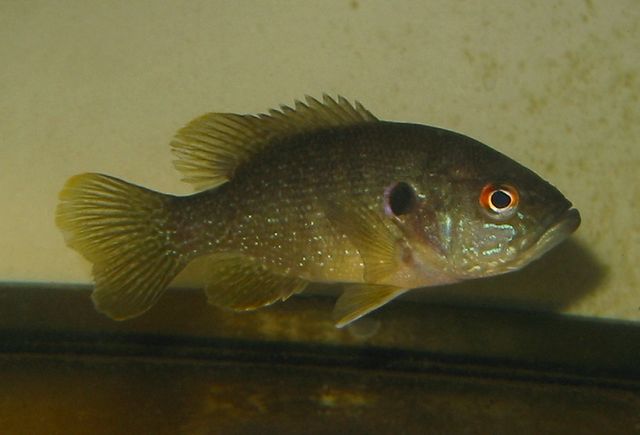 New Hampshire Fish and Game Confirms Invasive Green Sunfish