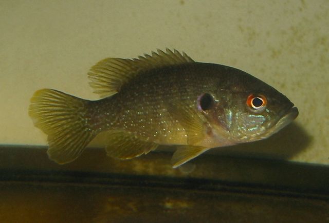 New Hampshire Fish and Game Confirms Invasive Green Sunfish New Hampshire Fish and Game Confirms Invasive Green Sunfish